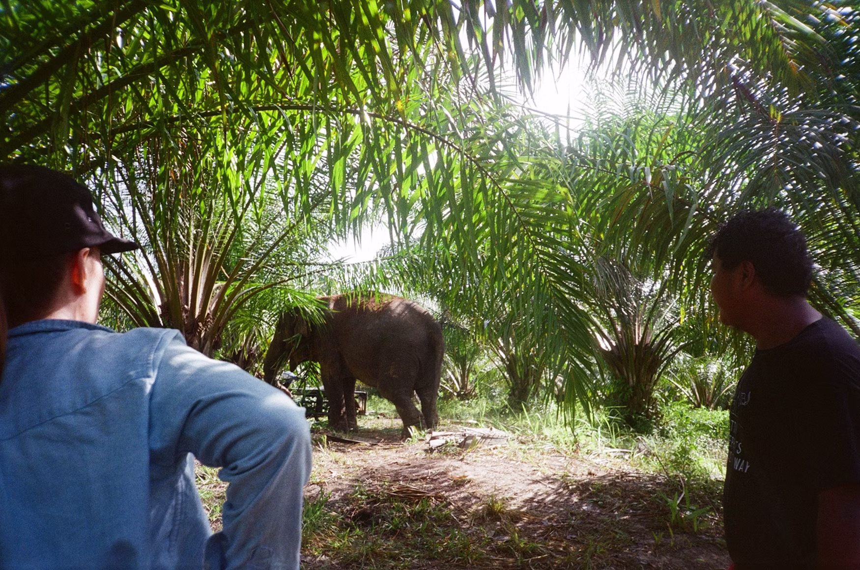Wildlife coexistence in oil palm plantation